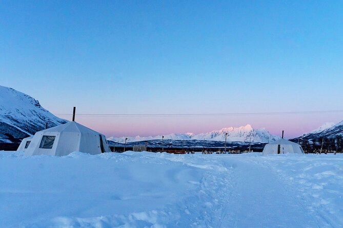Overnight Stay with Reindeer Sledding & Feeding - Reindeer Sledding: Short Loop, Real Arctic Adrenaline