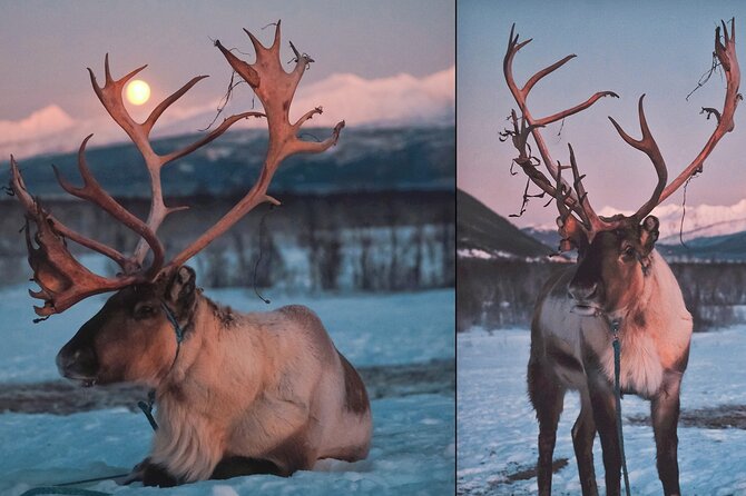Overnight Stay with Reindeer Sledding & Feeding - Sleeping in a Lavvu: Cozy, But You Manage the Heat