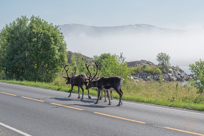 Private Arctic Fjord Roadtrip with Scenic Picnic from Tromso - Wildlife spotting without the pressure