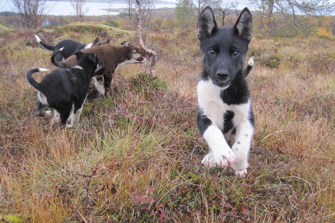 Puppy Training Experience at a Husky Farm in Tromso - Tromso husky puppy training, and why summer lessons matter