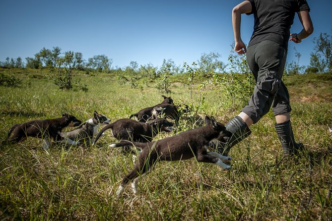 Puppy Training Experience at a Husky Farm in Tromso - First stop: puppy play time that teaches handling basics fast