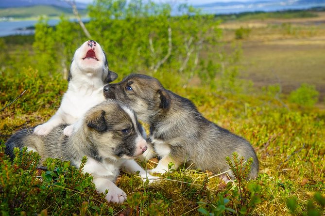 Puppy Training Experience at a Husky Farm in Tromso - Getting your boots on: rain gear that actually works
