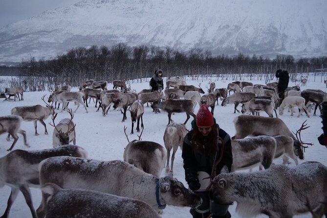 Reindeer Feeding and Sami Culture Afternoon Departure - Tromsø Reindeer Feeding and Sámi Culture, What Actually Makes It Fun