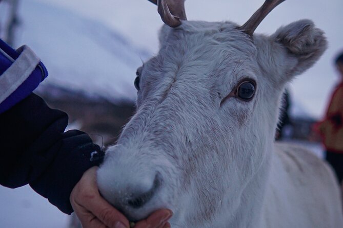 Reindeer Feeding and Sami Culture Afternoon Departure - Feeding Reindeer Up Close, How to Get the Best Moments