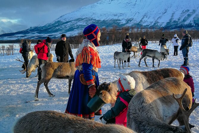 Reindeer Feeding and Sami Culture Afternoon Departure - Lunch and Warm-Up Timing, Plus the Small Frictions