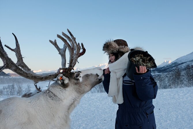 Reindeer Feeding and Sami Culture Afternoon Departure - What to Wear and How to Prepare for Arctic Weather