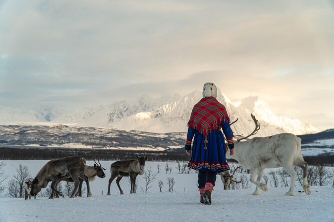 Reindeer Feeding and Sami Culture Afternoon Departure - The Camp Setup: Warm Lavvu, Hot Drinks, and Lunch on Site