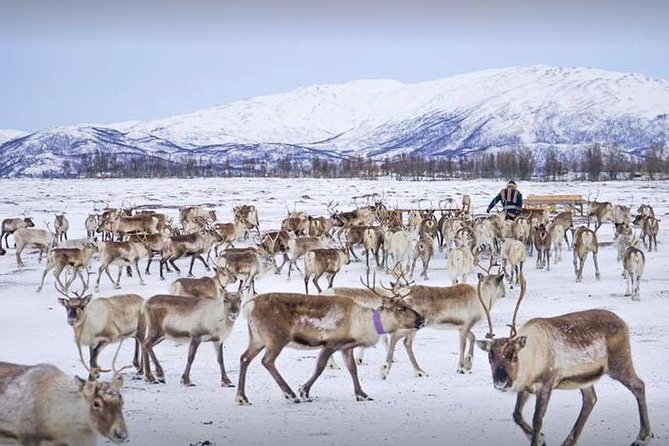 Reindeer Feeding and Sami Culture Including Lunch from Tromso - Key highlights you will care about