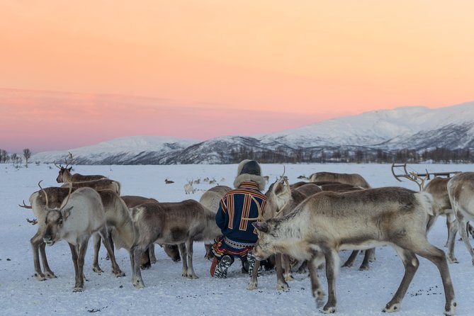 Reindeer Feeding and Sami Culture Including Lunch from Tromso - Why this Sami reindeer experience feels different in Tromsø