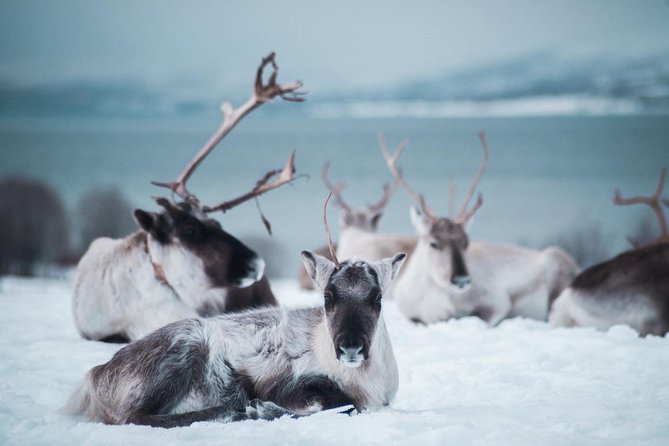 Reindeer Feeding and Sami Culture Including Lunch from Tromso - Inside the gamme and lavvu: warming up the right way