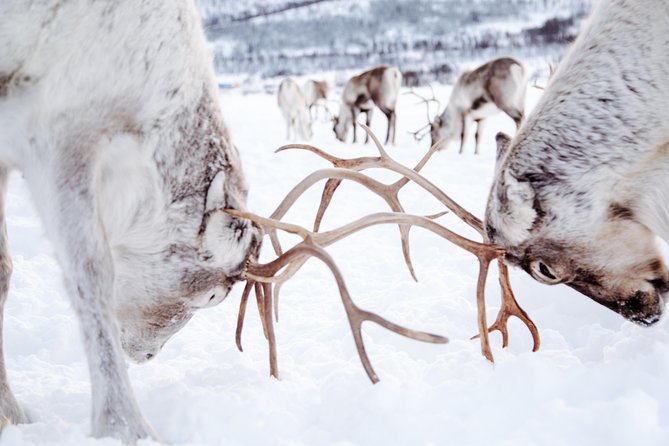 Reindeer Feeding and Sami Culture Including Lunch from Tromso - Crowds, cold tents, and the real-world pace
