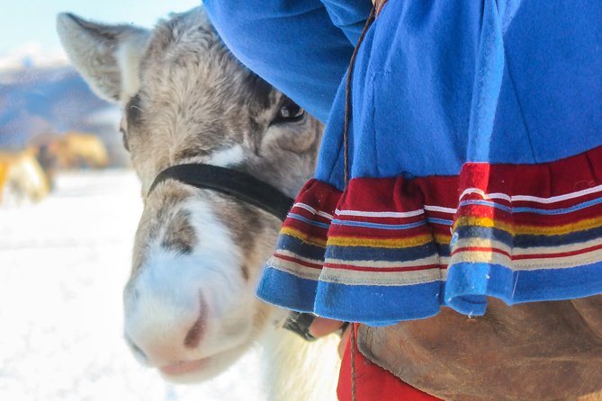 Reindeer Feeding and Sami Culture Including Lunch from Tromso - The Prostneset bus ride: simple, scenic, and time-efficient