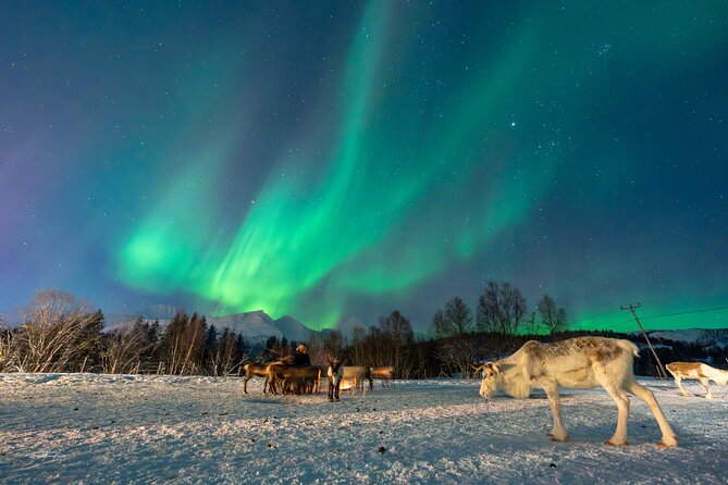 Reindeer Feeding and Sledding, Sami Storytelling Night Tour - Feeding reindeer at the farm: the hands-on moment that makes it worth it