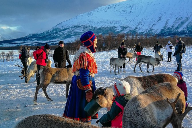 Reindeer feeding & Saami Culture - Reindeer feeding in the pen: what you do, how long it feels, and what to expect