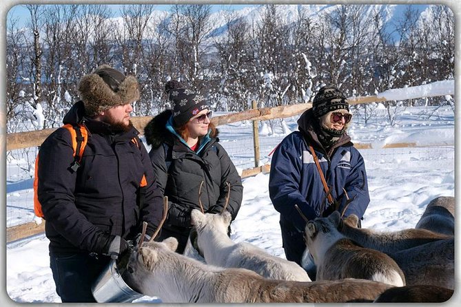 Reindeer feeding & Saami Culture - The Sámi culture session in English: real host storytelling, not a script read fast