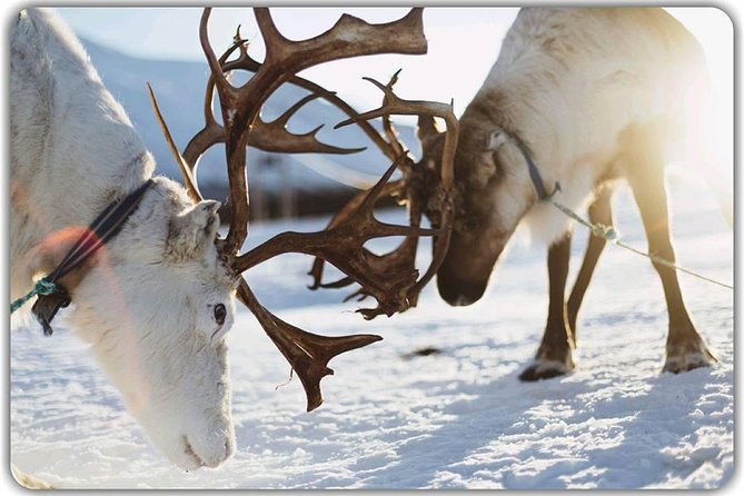 Reindeer feeding & Saami Culture - Food on the menu: reindeer stew, game flavor, and why seasoning matters