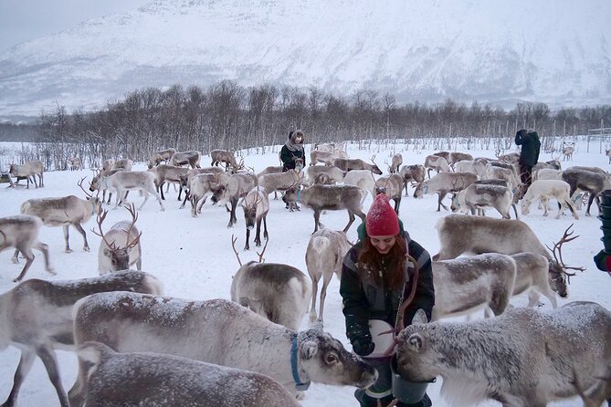 Reindeer feeding & Saami Culture - Timing, photo planning, and cold-weather comfort tricks that actually help