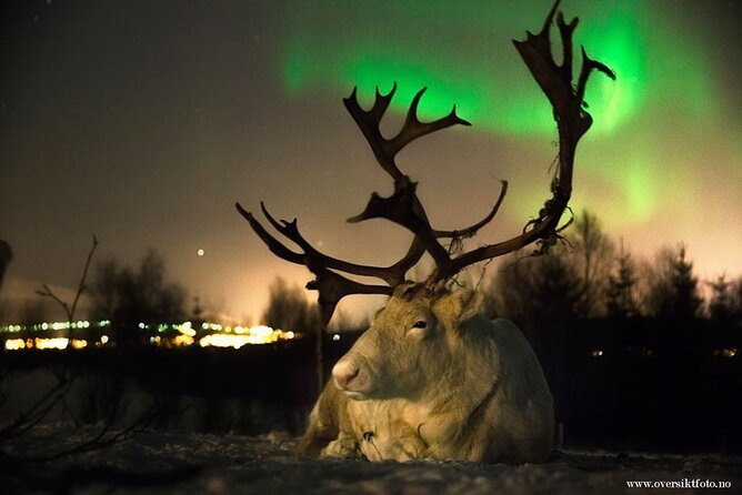 Reindeer feeding & Saami Culture with chance for Northern Lights - How This 4.5-Hour Evening Flows in Real Life