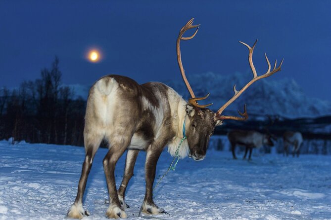 Reindeer feeding & Saami Culture with chance for Northern Lights - Learning Sámi Culture Without Turning It Into a Lecture