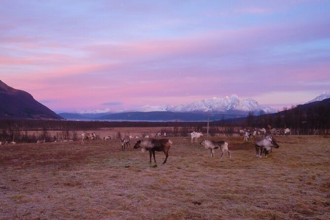Reindeer feeding & Saami Culture with chance for Northern Lights - Warm Up in the Lavvu: Hot drinks and real food