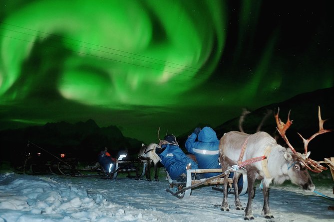 Reindeer Sledding and Feeding with Chance of Northern Lights Tromso - Why this Tromso evening blends Sami culture, reindeer, and aurora odds