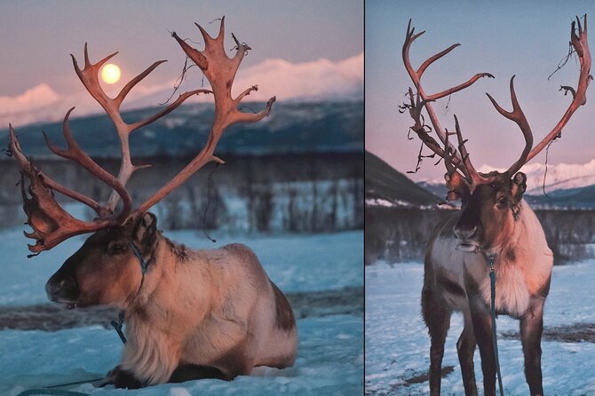 Reindeer Sledding and Feeding with Chance of Northern Lights Tromso - Aurora watching outside the city, with indoor backup