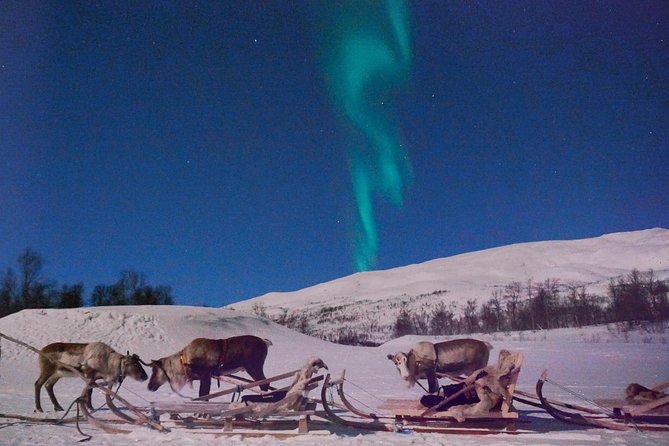 Reindeer Sledding and Feeding with Chance of Northern Lights Tromso - Lavvu warmth: Sami stew, hot drinks, and stories from the herding world