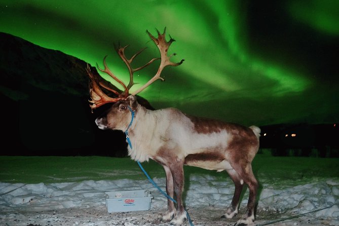 Reindeer Sledding and Feeding with Chance of Northern Lights Tromso - Price in context: what you pay for and how to get good value