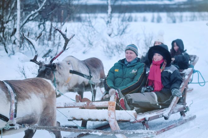Reindeer Sledding and Feeding with Sami Culture in Tromso. - Key Highlights You Should Know Before You Go