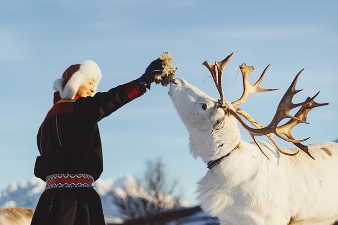 Reindeer Sledding and Feeding with Sami Culture in Tromso. - The Camp Experience in a Heated Lavvu Setting