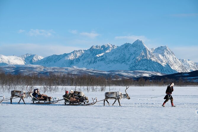 Reindeer Sledding and Feeding with Sami Culture in Tromso. - Feeding Reindeer Close-Up: What to Do and What to Avoid