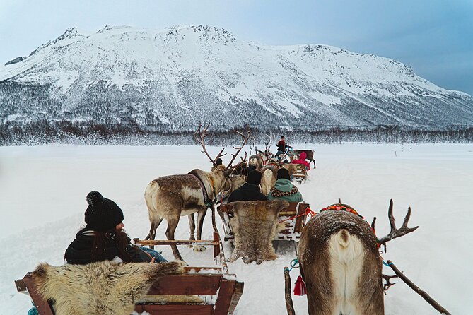 Reindeer Sledding and Feeding with Sami Culture in Tromso. - The Sámi Culture Talk: What You Learn and How It Lands