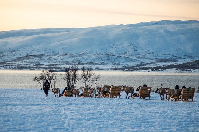 Reindeer Sledding Experience and Sami Culture Tour from Tromso - Prostneset Bus Terminal to the Sami Camp: How the Day Actually Starts