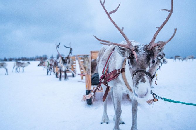 Reindeer Sledding Experience and Sami Culture Tour from Tromso - Warming Up in a Lavvu: Coffee, Hot Drinks, and Log Fires