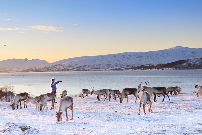 Reindeer Sledding Experience and Sami Culture Tour from Tromso - Sami Culture Stories, Joik, and Names You Might Hear