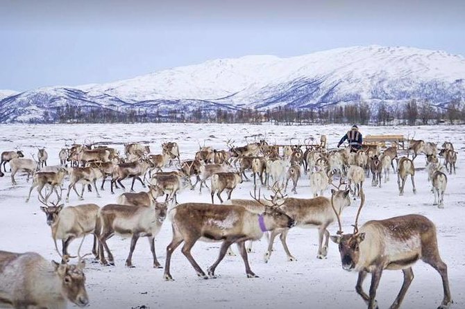 Reindeer Sledding Experience and Sami Culture Tour from Tromso - Value and Price: Is $225.64 a Good Deal?