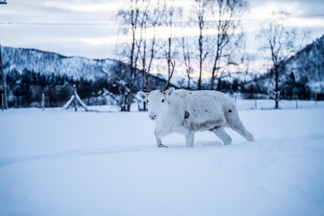 Reindeer Sledding, Feeding And Sami Culture At Reindeer Farm - Reindeer Farm Day Trip From Tromsø Starts With Lavangsdalen Views