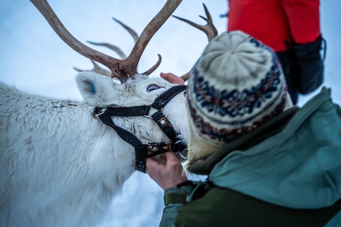 Reindeer Sledding, Feeding And Sami Culture At Reindeer Farm - Hot Meal Around the Bonfire: Simple Food, Real Warmth