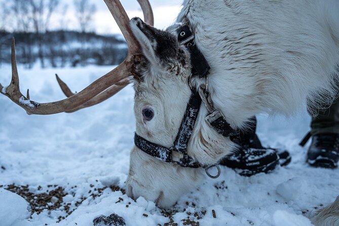 Reindeer Sledding, Feeding And Sami Culture At Reindeer Farm - Timing, Group Size, and the Real Shape of the Day
