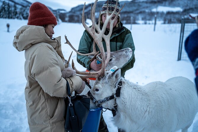Reindeer Sledding, Feeding And Sami Culture At Reindeer Farm - Price in Tromsø: When $215.18 Makes Sense and When It Might Not