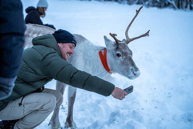 Reindeer Sledding, Feeding And Sami Culture At Reindeer Farm - Who Should Book This Reindeer and Sámi Culture Tour