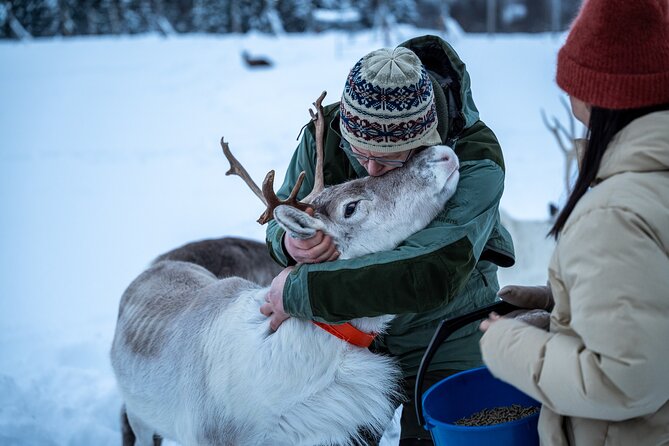 Reindeer Sledding, Feeding And Sami Culture At Reindeer Farm - Inside the Sámi Camp: Feeding Reindeer and Meeting the Herder Life