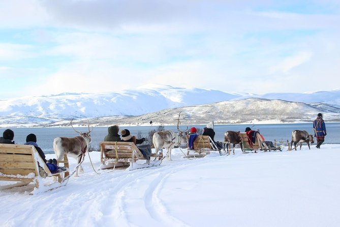 Sami Culture and Short Reindeer Sledding from Tromso - Key highlights you should care about