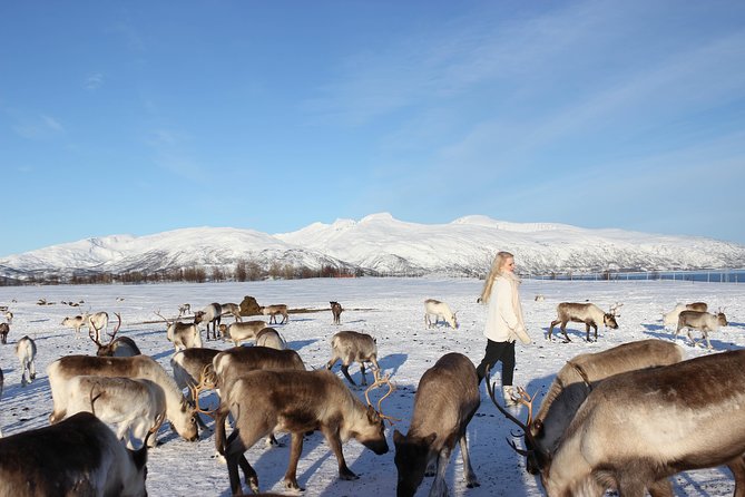 Sami Culture and Short Reindeer Sledding from Tromso - Sami stories and joik: why the fire-side part matters