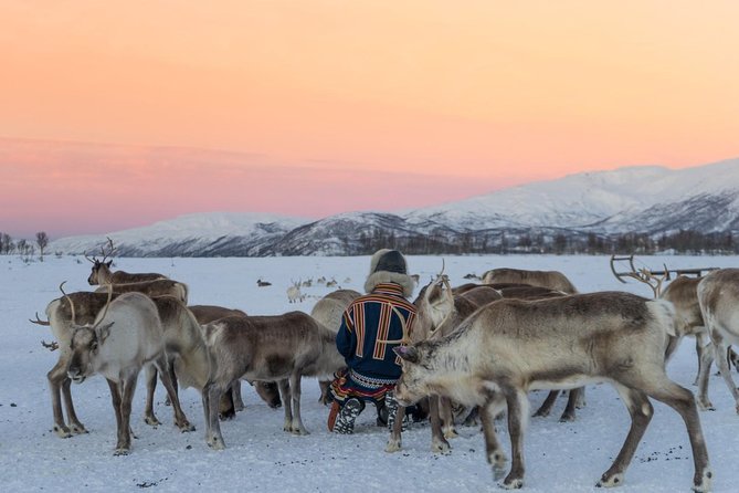 Sami Culture and Short Reindeer Sledding from Tromso - Price and value for a 4-hour Tromsø day