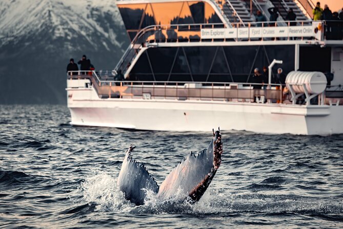 Silent Whale Watching by Hybrid-Electric Boat from Tromsø - Quick take on Brim Explorer silent whale watching