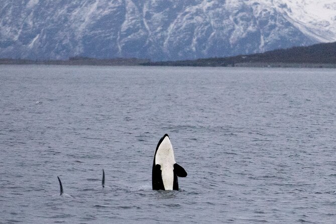 Silent Whale Watching by Hybrid-Electric Boat from Tromsø - Silent engine, real Arctic wildlife focus in Tromsø