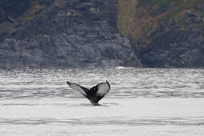 Silent Whale Watching by Hybrid-Electric Boat from Tromsø - Kvaenangen whale time, 1 to 2 hours where the hunt pays off