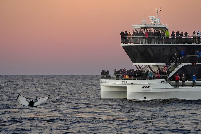 Silent Whale Watching by Hybrid-Electric Boat from Tromsø - Do you get real whale time or just a long cruise?