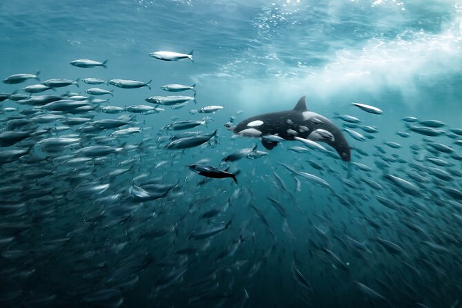 Silent Whale Watching by Hybrid-Electric Boat from Tromsø - Price and value: $214.85 for a long day with real wildlife uncertainty